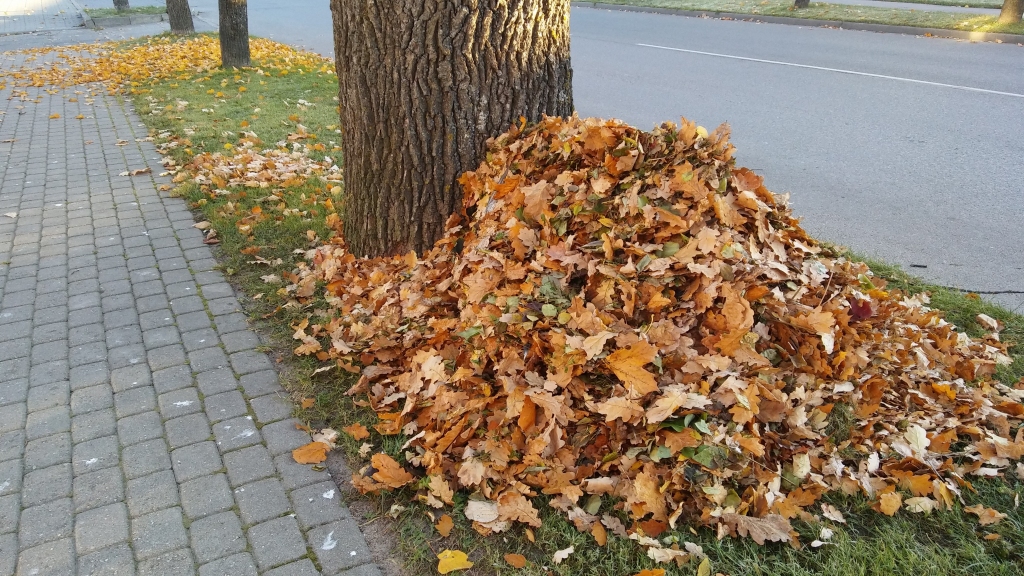Kas izvedīs lapas? Gulbenes novada domes priekšsēdētāju Andi Caunīti uztrauc strādnieku trūkums pilsētas labiekārtošanas iestādē - neesot, kas izved rudens lapas no Gulbenes. Covid-19 vakcinācijas/izslimošanas sertifikāts šobrīd esot tikai vienam labiekārtošanas iestādes strādniekam.
Autors: no “Dzirksteles” arhīva