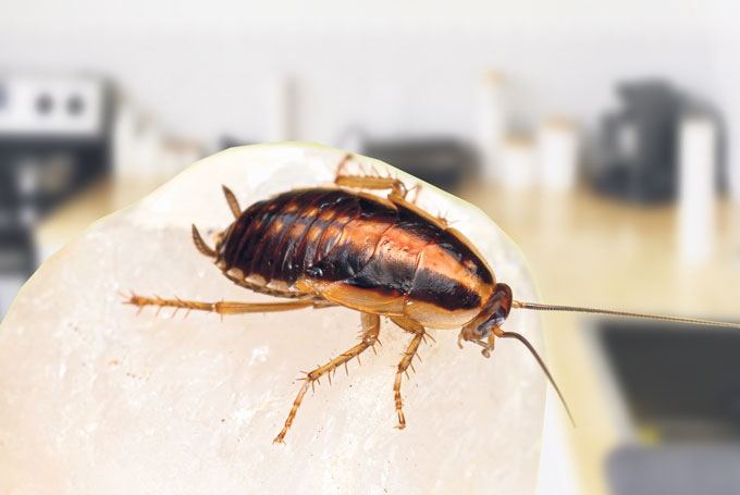 Virtuves prusaks (Blattella germanica). Brūno prusaku dzimtas suga. ķermeņa garums – 1-1,6 cm.
Autors: no “pixabay.com”