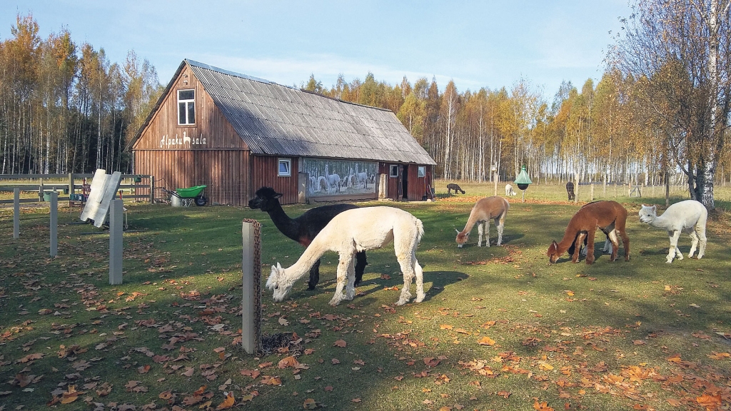 “Alpaku Salā” dzīve rit pēc saviem noteikumiem.
Autors: Pārsla Konrāde