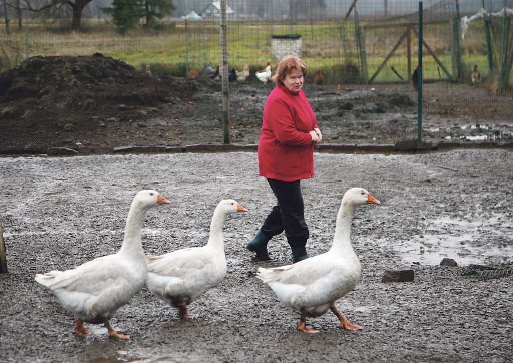 Kad Līgo pagastā ciemojamies pie Ineses Eglītes, aplokā nevar nepamanīt trīs baltas zosis, kas cēli pastaigājas atstatu no pīlēm. Saimniece atzīst – gaidāmās Mārtiņdienas tradīcija paredz, ka vienai no tām būs laime vai nelaime kļūt par cepeti svētku galdā znotam, kurš ir Mārtiņš.
Autors: Gatis Bogdanovs