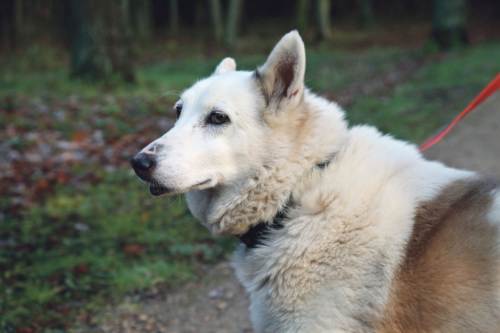 Neri ir mīlēta, aprūpēta un lolota.
Autors: Gatis Bogdanovs