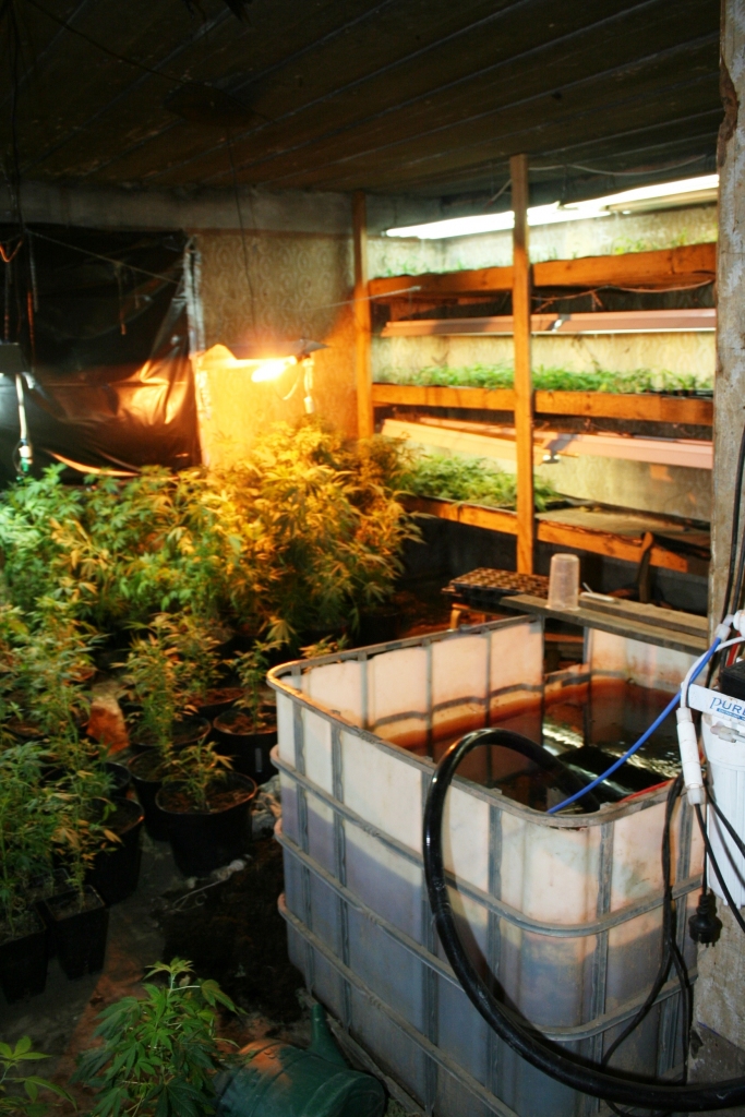 Marihuāna, kura Līgo pagastā audzēta pirms deviņiem gadiem. Toreiz tā bija sensācija. Taču krimināllietas izskatīšana tiesā bija tik ilga, ka pati sāga jau visiem aizmirsās, un sabiedrība nezina, ar ko viss beidzās. “Dzirkstele” ievieš skaidrību.
Autors: no “Dzirksteles” arhīva