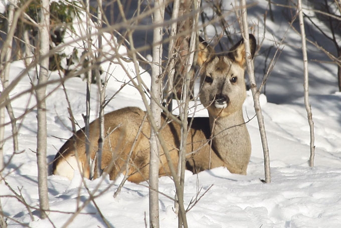 Dienā stirnai nepieciešami 2-3 kilogrami barības.
Autors: Gatis Bogdanovs