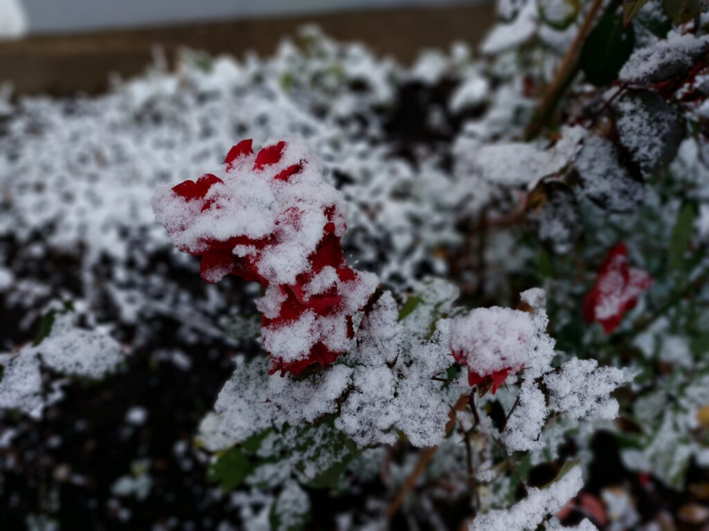 Autors: Foto: Pārsla Konrāde