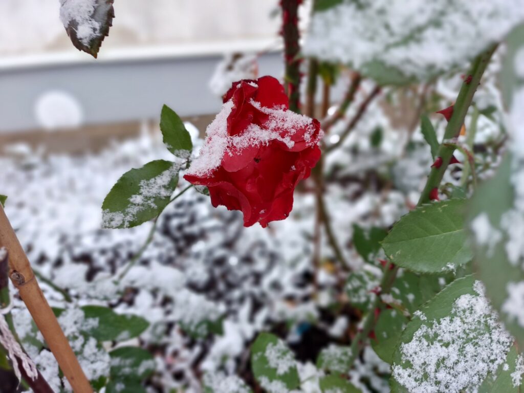 Autors: Foto: Pārsla Konrāde