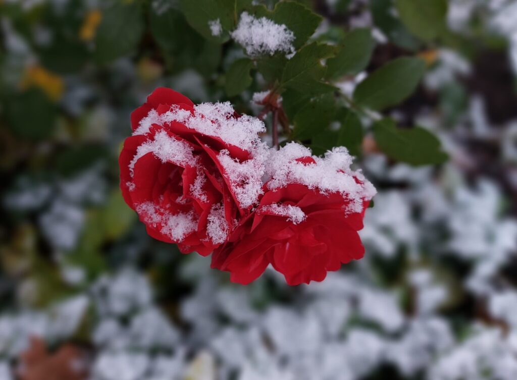 Autors: Foto: Pārsla Konrāde