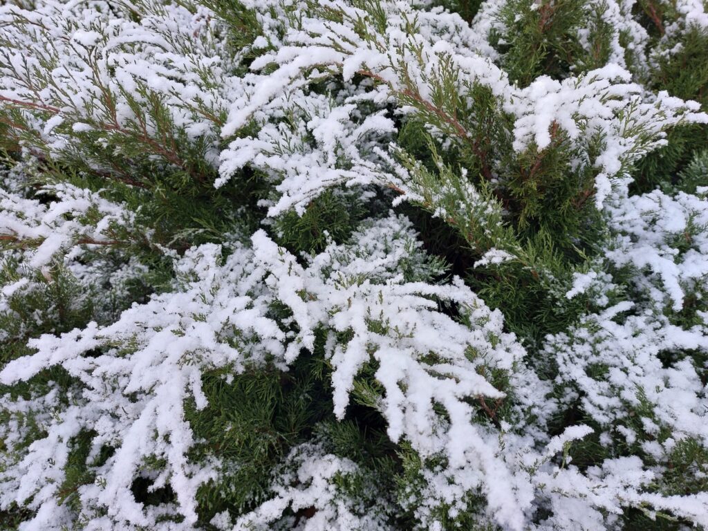 Autors: Foto: Pārsla Konrāde