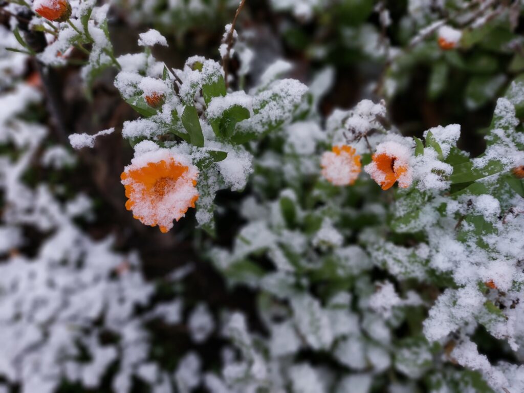 Autors: Foto: Pārsla Konrāde