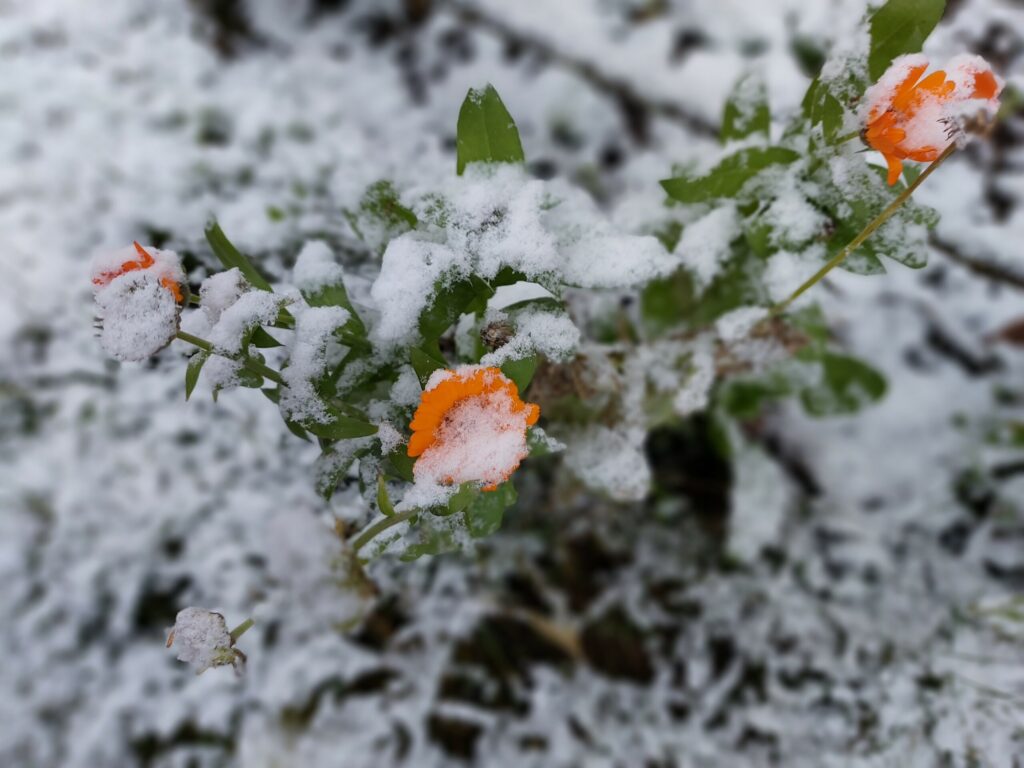 Autors: Foto: Pārsla Konrāde