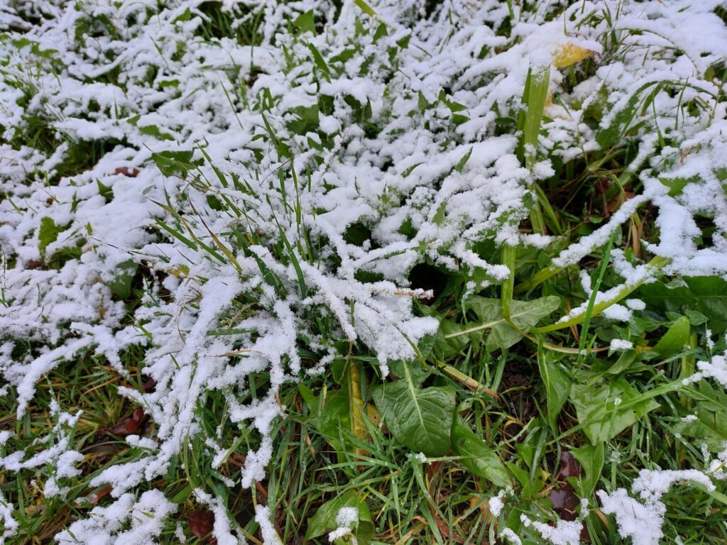 Autors: Foto: Pārsla Konrāde