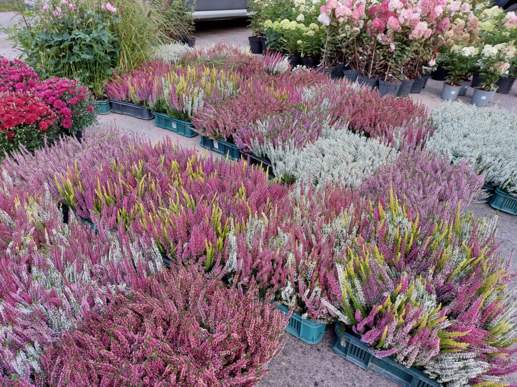 Autors: Foto: Pārsla Konrāde