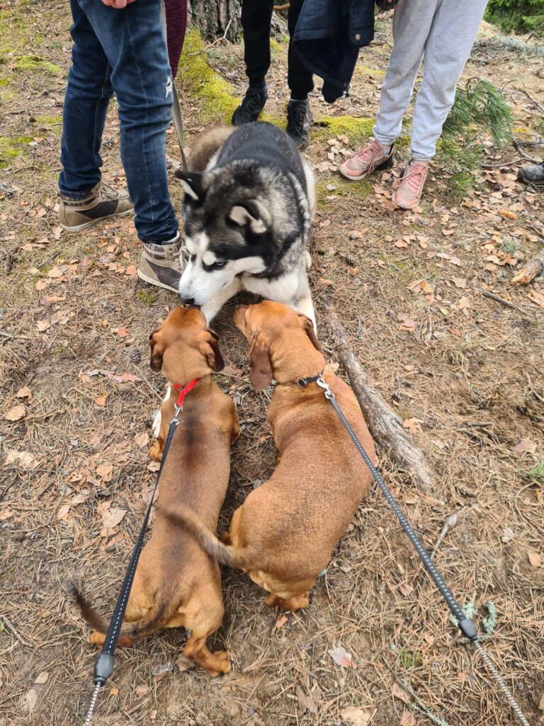 Autors: Foto: Gulbenes novada Sporta pārvalde.