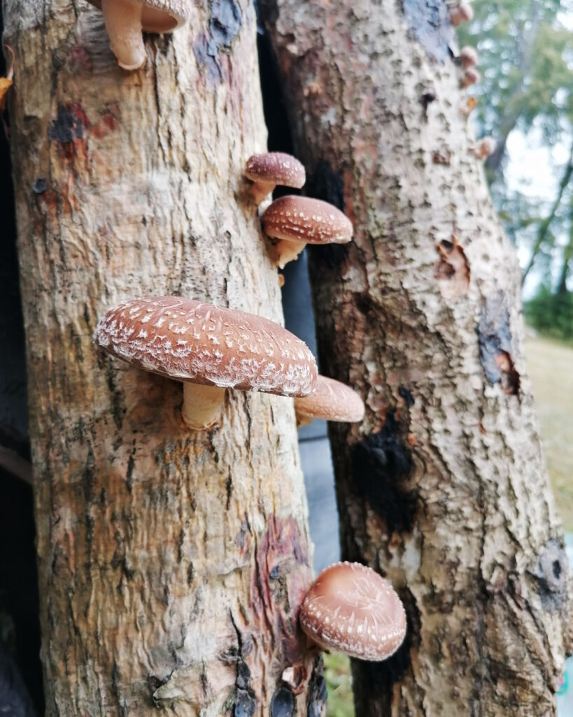 Autors: Foto: Edijs Frīdenbergs