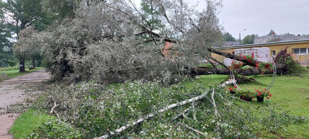 Stāmeriena.
Autors: Foto: Laima Timofejeva ("Facebook")