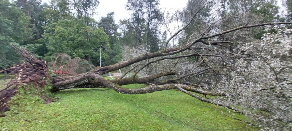 Stāmeriena.
Autors: Foto: Laima Timofejeva ("Facebook")