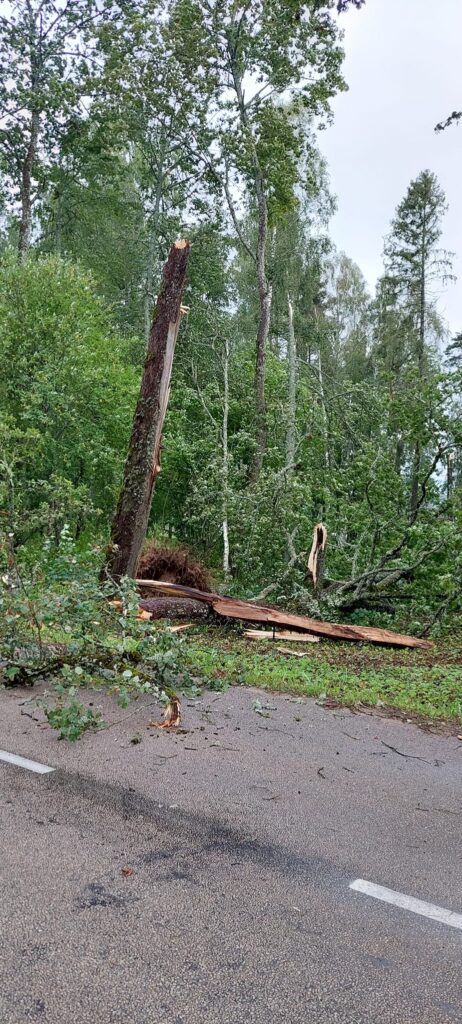 Stāmeriena.
Autors: Foto: Laima Timofejeva ("Facebook")