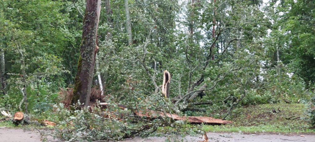 Stāmeriena.
Autors: Foto: Laima Timofejeva ("Facebook")