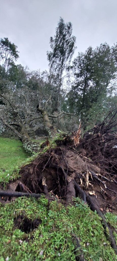 Stāmeriena.
Autors: Foto: Laima Timofejeva ("Facebook")