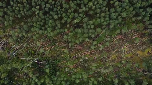 Gulbenes novads no putna lidojuma.
Autors: Iesūtījusi: Līga Ende-Griķe