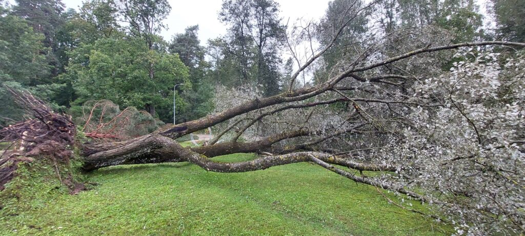 Stāmeriena.
Autors: Foto: Laima Timofejeva ("Facebook")