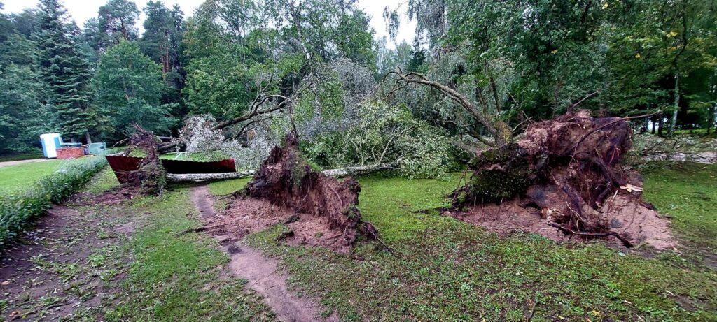 Stāmeriena.
Autors: Foto: Laima Timofejeva ("Facebook")