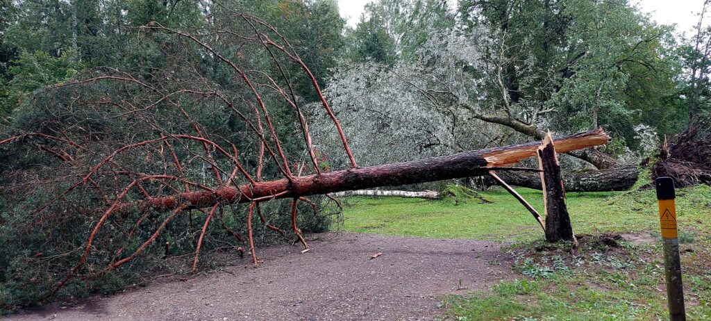 Stāmeriena.
Autors: Foto: Laima Timofejeva ("Facebook")