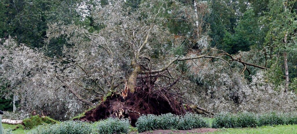 Stāmeriena.
Autors: Foto: Laima Timofejeva ("Facebook")