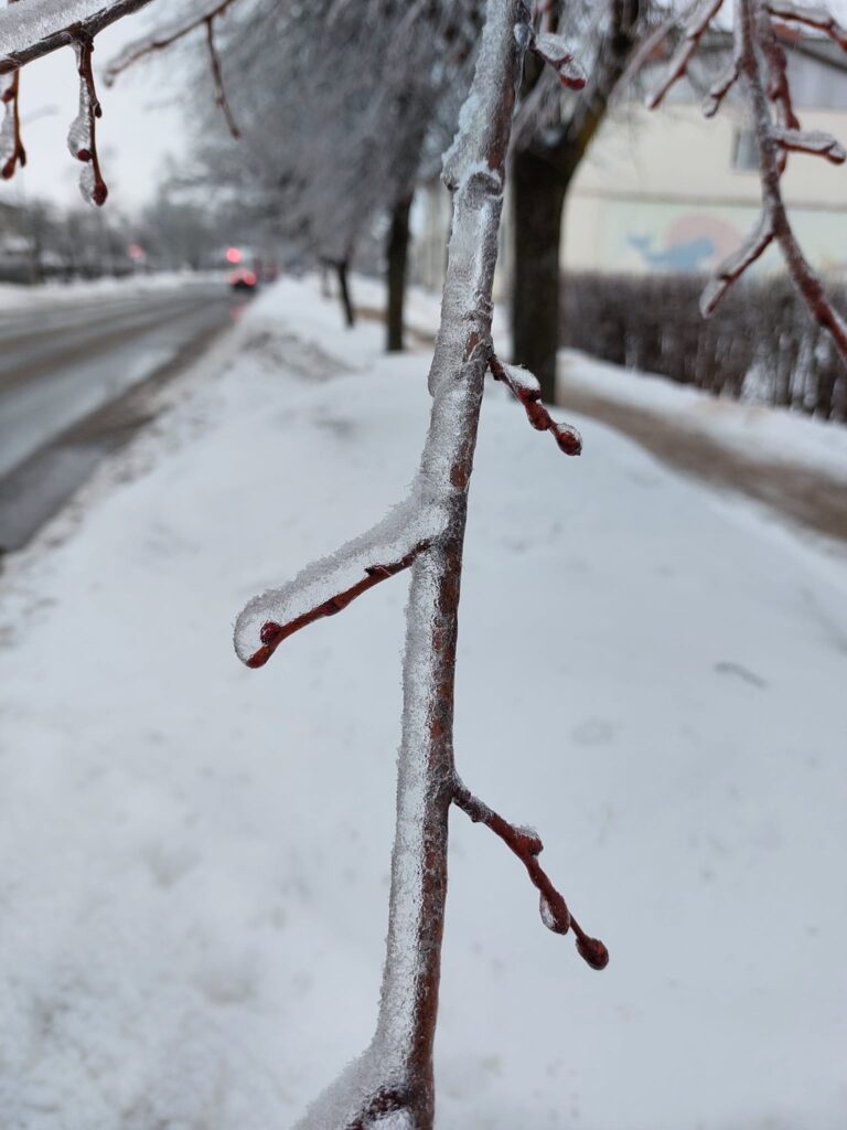 Autors: Foto: Pārsla Konrāde