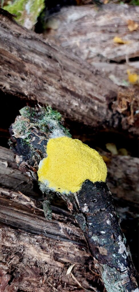 Autors: Foto: Galgauskas kultūras nams/"Facebook.com".