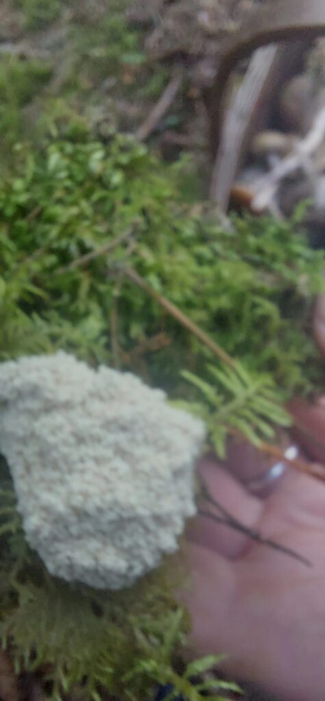 Autors: Foto: Galgauskas kultūras nams/"Facebook.com".