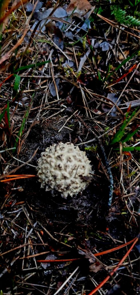 Autors: Foto: Galgauskas kultūras nams/"Facebook.com".