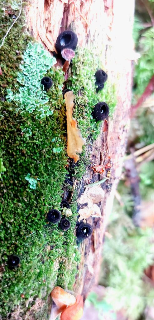 Autors: Foto: Galgauskas kultūras nams/"Facebook.com".