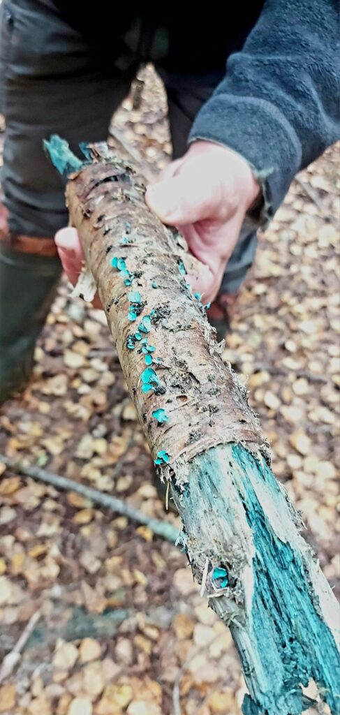 Autors: Foto: Galgauskas kultūras nams/"Facebook.com".