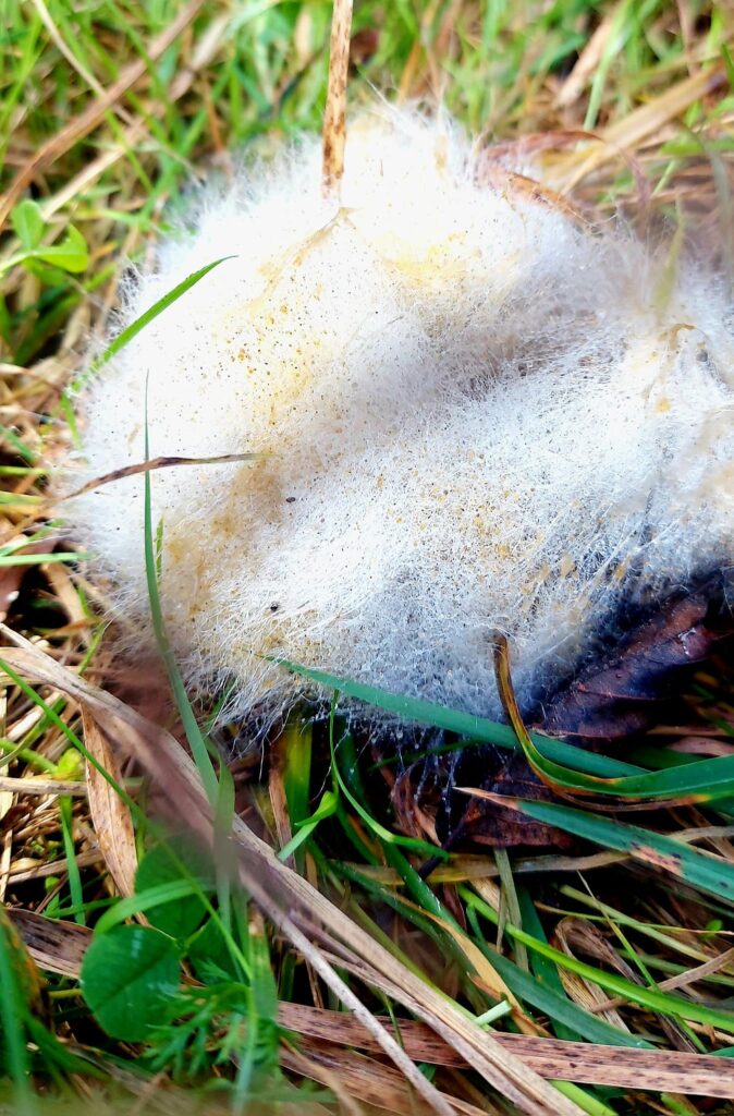 Autors: Foto: Galgauskas kultūras nams/"Facebook.com".