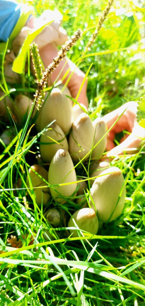 Autors: Foto: Galgauskas kultūras nams/"Facebook.com".