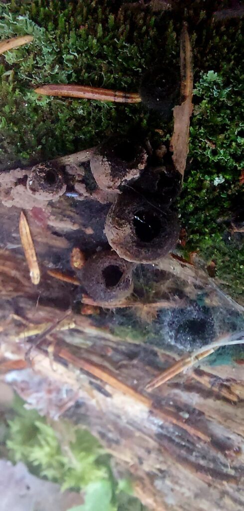 Autors: Foto: Galgauskas kultūras nams/"Facebook.com".