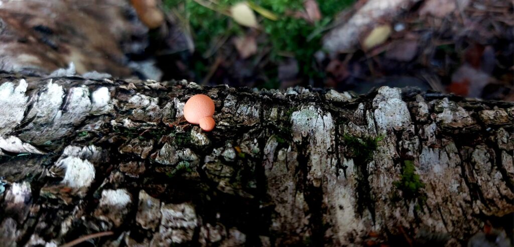 Autors: Foto: Galgauskas kultūras nams/"Facebook.com".