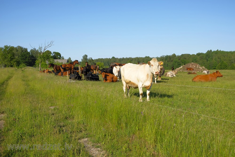 Aluksniesiem.lv raksta attēla aizvietotājs