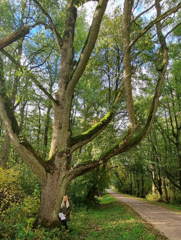 Studentes Lāsmas Veilandes pētījumā Auces novadā tika atklāts pārsteidzošs daudzums melnalkšņu dižkoku.
Autors: Foto no personiskā arhīva