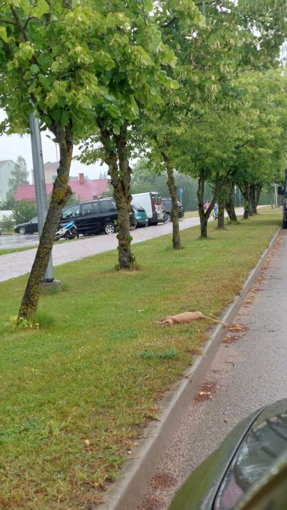 Aluksniesiem.lv raksta attēla aizvietotājs