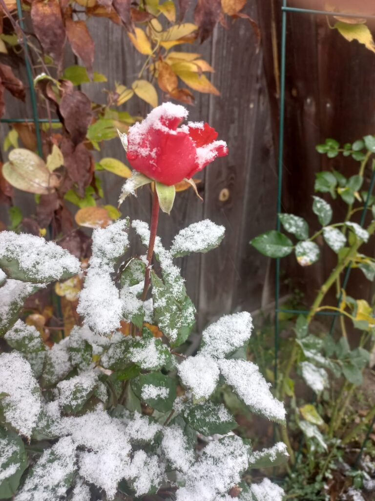 Autors: Foto: Signija Bariņa