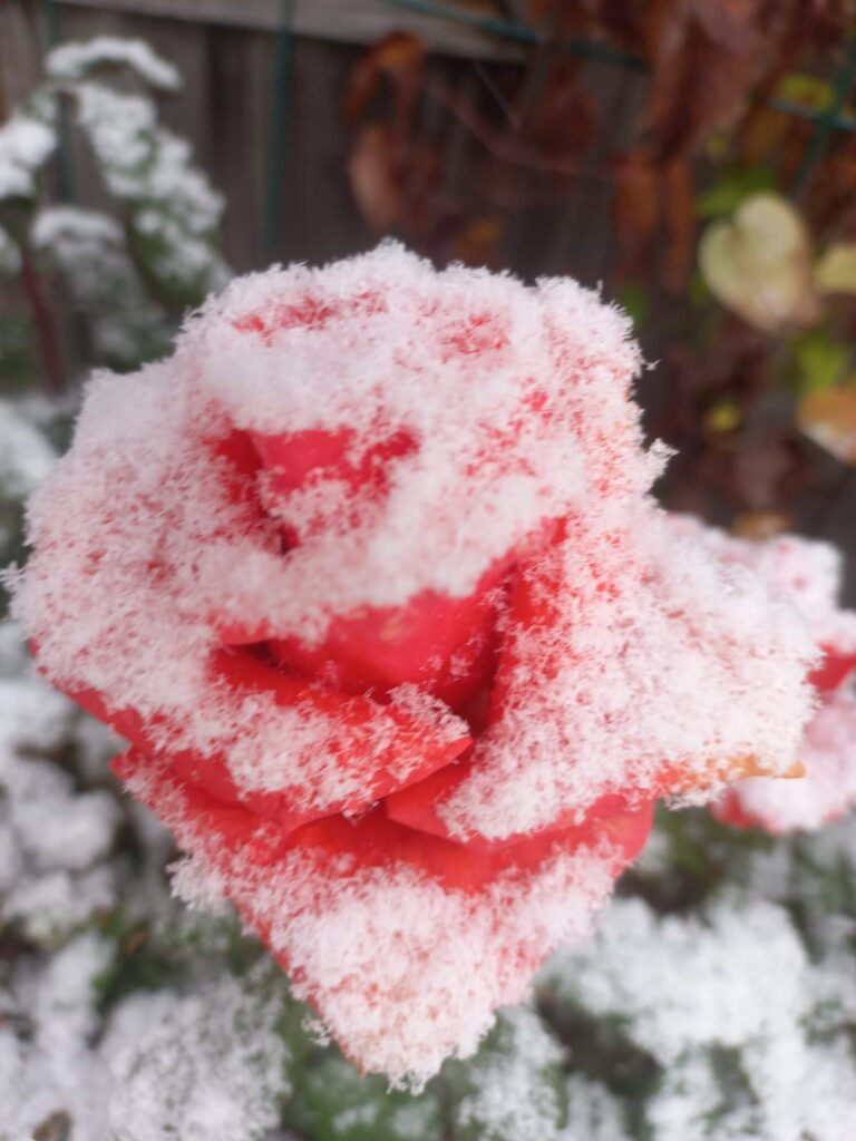 Autors: Foto: Signija Bariņa