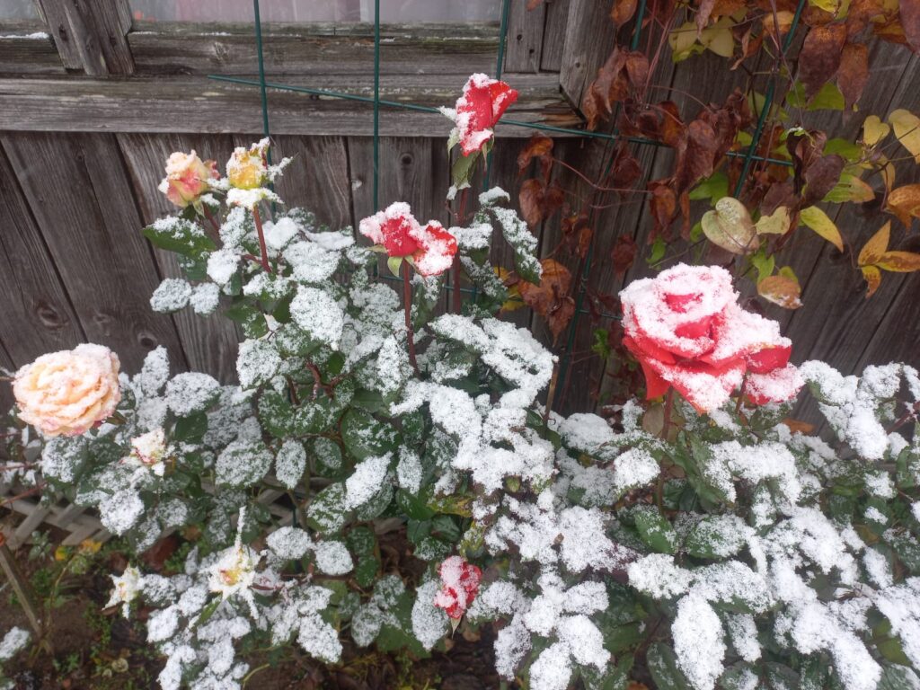 Autors: Foto: Signija Bariņa