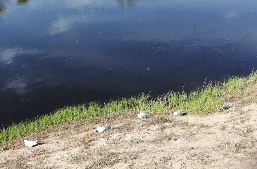 Aluksniesiem.lv raksta attēla aizvietotājs