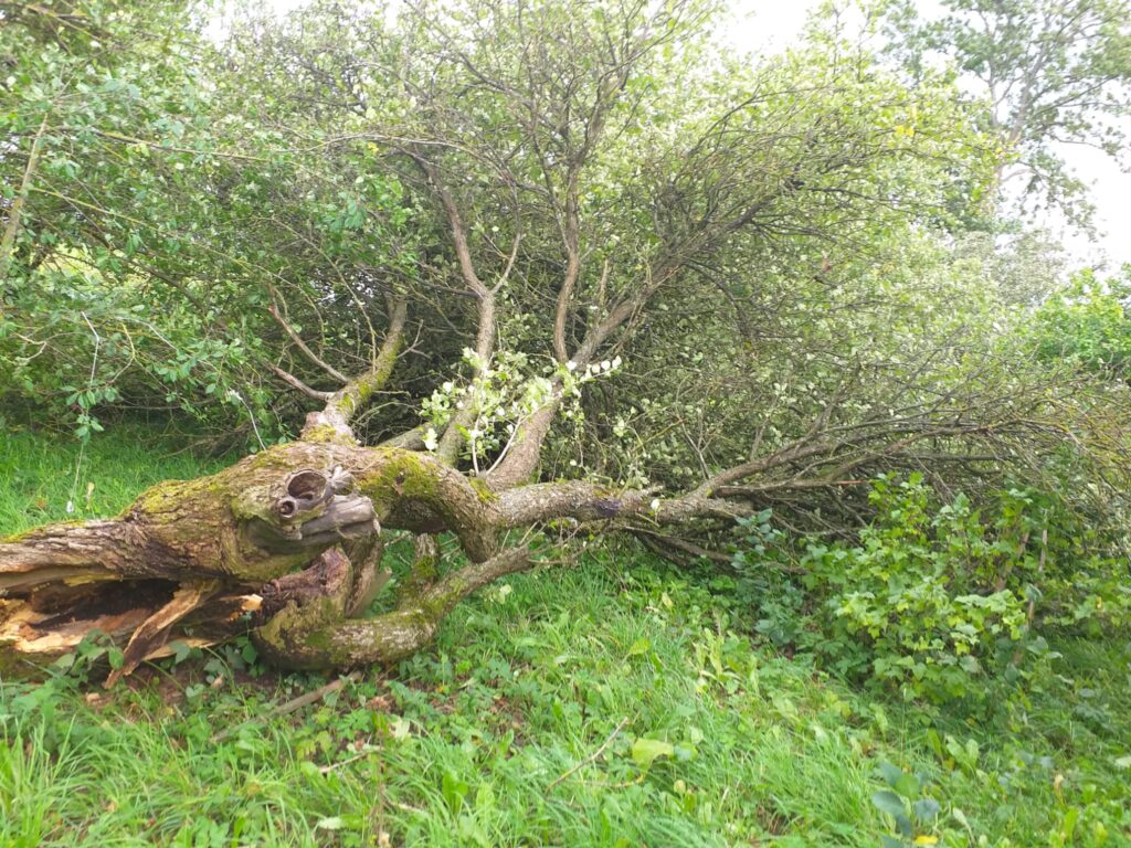 Lizuma pagasta "Māliņi".
Autors: Foto: no privātā arhīva