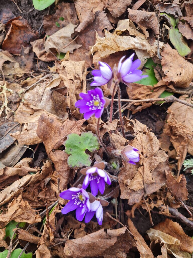 Autors: Foto iesūtījusi: Inonanta Millere