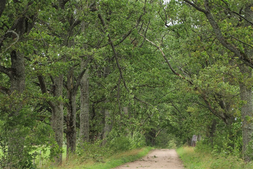 Jaungulbenes pagasts.
Autors: Foto: Gatis Bogdanovs