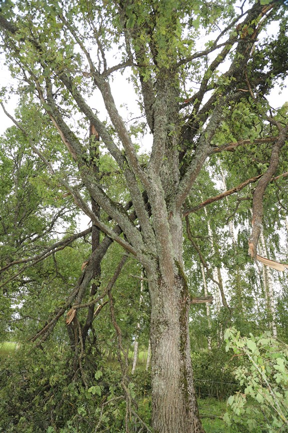 Jaungulbenes pagasts.
Autors: Foto: Gatis Bogdanovs