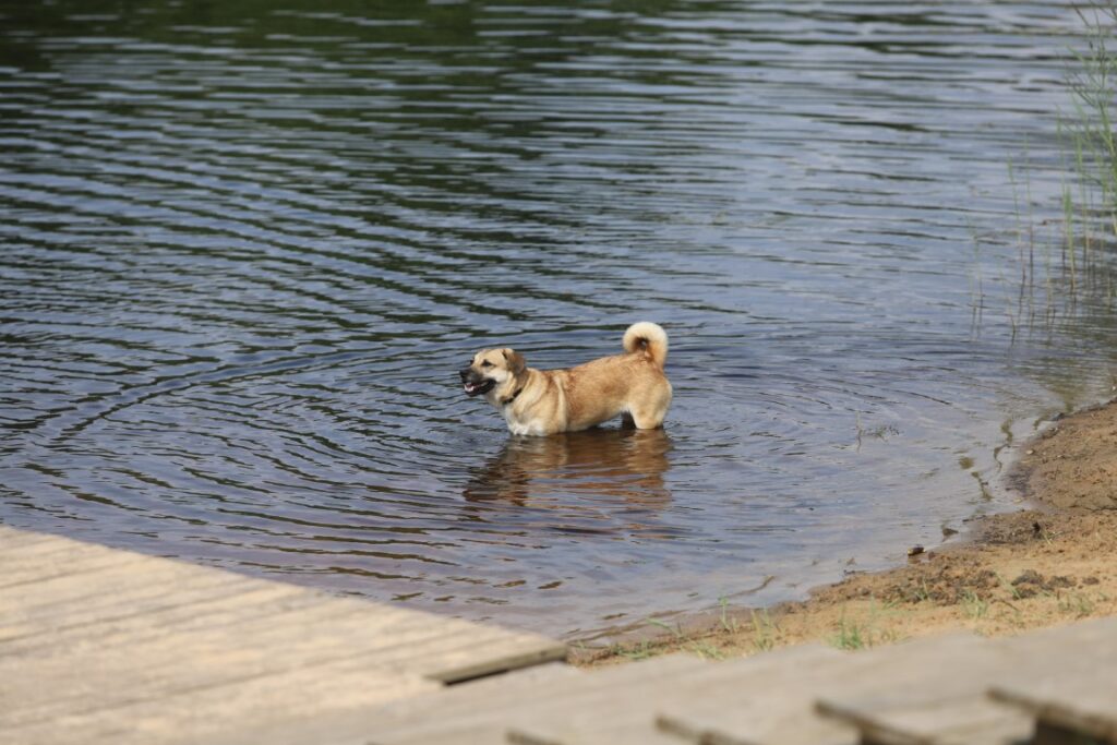 Autors: Foto: Gatis Bogdanovs