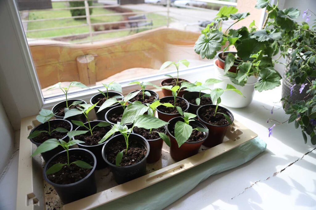 Autors: Foto: Gatis Bogdanovs